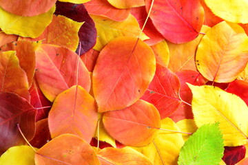 beautiful autumn wallpaper of fallen red yellow green leaves close up