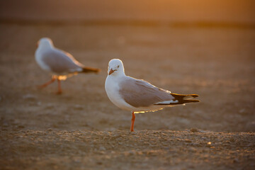 silver seagulls on sand in golden light during sunset