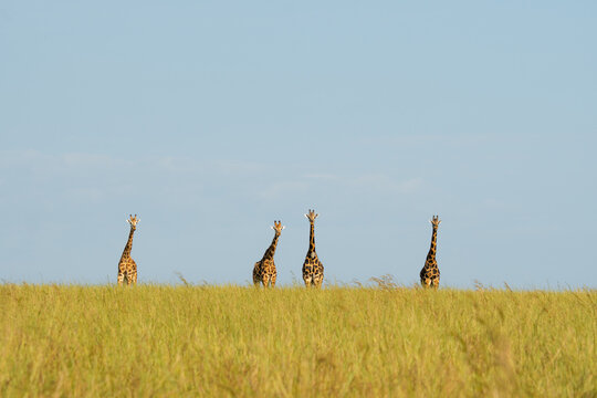 Giraffes grazing in savanna