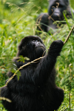 Black gorilla playing with tree branch