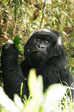Wild mountain gorilla eating plants on jungle