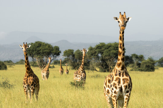 Giraffes grazing in savanna