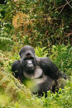 Muscular silverback gorilla in green woods