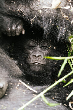 Baby Gorilla with her mother