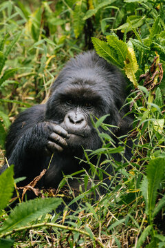 Wild silverback mountain gorilla in green woods