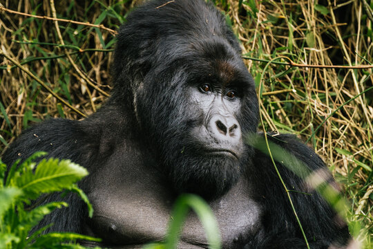 Wild silverback mountain gorilla in green woods