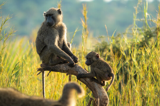 Wild baboons on tree branch