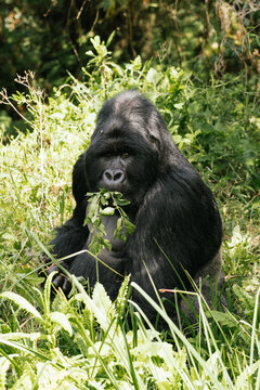 Wild silverback mountain gorilla in green woods