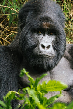 Endangered wild mountain gorilla face