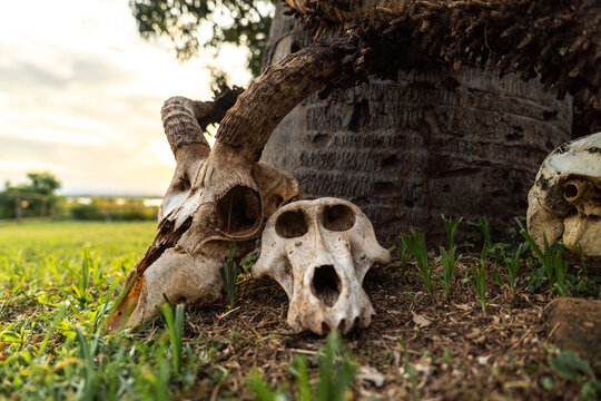 Animal skulls near tree