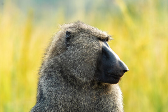 Fluffy chacma baboon sitting on ground
