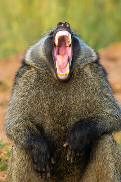 Aggressive baboon with opened mouth