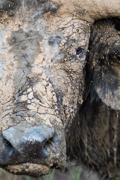 Dirty head of big buffalo