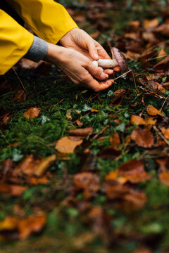 Mushroom picker