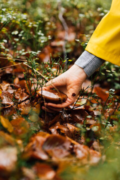 Mushroom picker