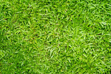 Green grass texture for background. Green lawn pattern and texture background.
