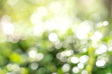 Bokeh leaf with sunlight for background.