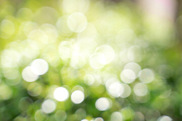 Obraz premium Bokeh leaf with sunlight, use for background.