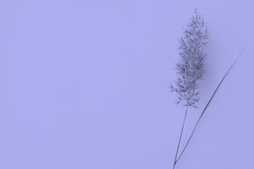 Fototapeta na wymiar Dry reed or dry grass. Common Reed on a violet or purple background, copy space. Minimalist style. Very peri, color trends 2022