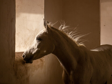 A beautiful horse in a stable.