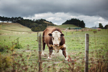 An aggressive bull charges towards the camera. 