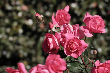 ローズうらら　日本人が作ったバラ