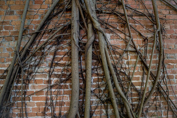nature of tree roots on red brick wall