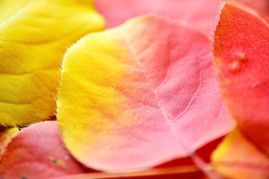 Beautiful autumn wallpaper of fallen red yellow leaves close up. Macro of leaf beetwen foliage. Selective focus