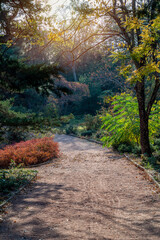 Obraz premium A beautiful alley in the Botanical Garden park with colorful trees and sunlight. Crimea, Russia.