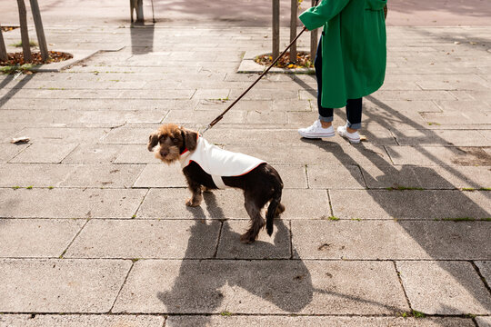 Female taking a walk with her doggy