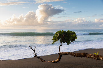 Costa Rica Beach Landscape with wave crashing