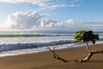 Costa Rica Beach Landscape with waves 
