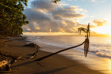 Costa Rica Beach Landscape with lone palm tree 