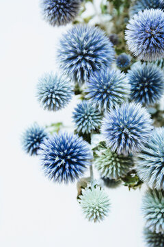 Blue Globe Thistle Flowers