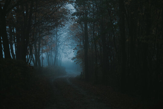 Road In Fog