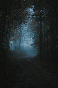 Misty In The Forest