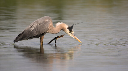 Great Blue Heron (Ardea herodias) wading bird standing in still reflecting pond water. Great Blue Heron fishing in lake Canadian wildlife background