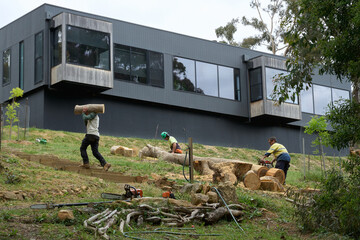 Arborists clearing felled tree