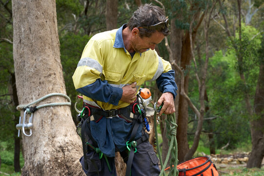 Arborist adjusting his climbing harness