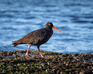 Sooty oyster catcher on rocks near the ocean on nsw central coast