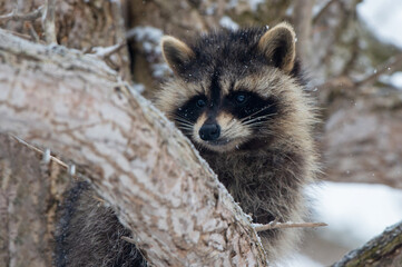 冬のアライグマ © mihiro_wildlife