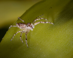 jumping spider on a leaf in australia