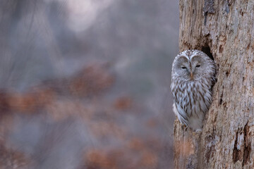 雪の日のエゾフクロウ