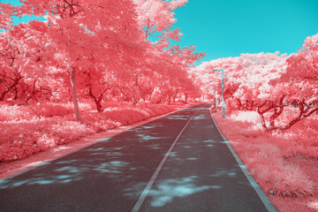 Infrared photography of  road with trees