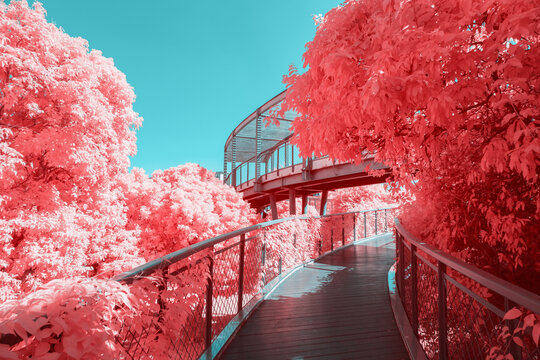 Infrared photography of park plank road with trees
