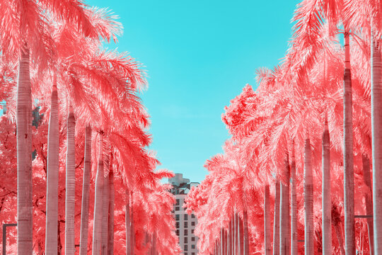 Infrared photography of two rows of palm trees