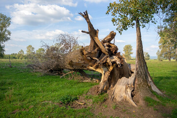 A tree broken by a hurricane. Close-up of an old tree trunk that fell to the ground from the effects of a storm.
