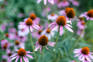 Cone Flowers at Springfield Botanical Garden