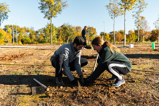Volunteers group in cooperative teamwork to plant trees