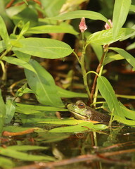 Bullfrog peeking above the surface of the water